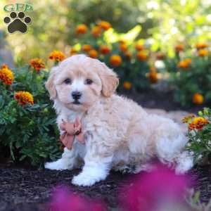 Benji, Havapoo Puppy